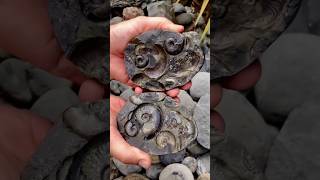 Ammonite facts scispace fluiddynamics spacesciencechannel scince ytshorts [upl. by Mialliw]