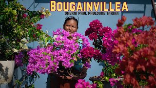 How to Get More Flowers in Bougainvillea I Bougainvillea Flowering tips by Pabitra Garden [upl. by Lower]