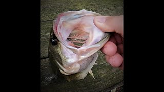 Spring Bass Fishing with Minnows and Bobber [upl. by Aisayn]