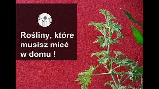 6 roślin które musisz mieć w mieszkaniu [upl. by Jain293]