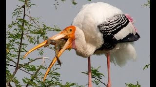 Painted Stork With Prey  Bharatpur [upl. by Jacquelin]