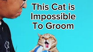 This Cat Is Impossible to groom they say See what happens in the end [upl. by Adnalohs]