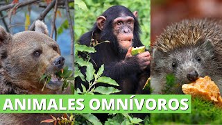 Los ANIMALES OMNÍVOROS cómo son qué comen y MUCHOS EJEMPLOS🦧🐿️🐻 [upl. by Ellenar]