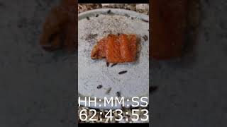 Flesheating Beetle Snack Salmon Sashimi [upl. by Bushey]