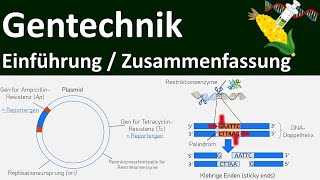 Gentechnik  Einführung  Zusammenfassung  Abitur Biologie Genetik Oberstufe  17 [upl. by Anallise580]