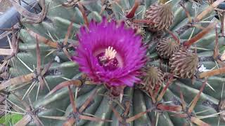 FEROCACTUS LATISPINUS [upl. by Larentia]