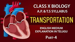 Transportation Human Circulatory System 10th biology chapter 3 AP amp TS syllabus EM EDUSCOPE ​ [upl. by Virge]