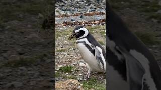 PINGUINS na ISLA MAGDALENA  Patagônia Chilena  Punta Arenas [upl. by Etnohs]