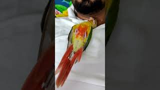 Pineapple conure pineappleconure conureparrot [upl. by Truman777]