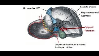 Epiploic foramen  easy and brief description [upl. by Dona826]