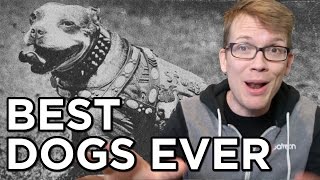 Top 10 Best Dogs Ever [upl. by Senaj385]