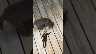 Ultimate Dog Training Kevin Harts Hilarious Approach 🤣🐕 shorts lol kevinhart [upl. by Aurea]