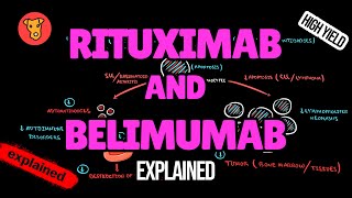 RITUXIMAB and BELIMUMAB Mechanism of action [upl. by Ornstead564]