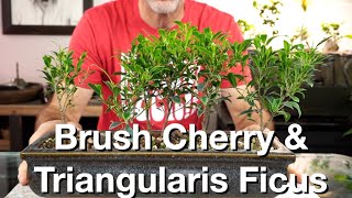 Brush Cherry amp Triangularis Ficus Daves Bonsai E261 [upl. by Reinnej914]