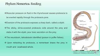 Phylum Nemertea BS Zoology Invertebrate Diversity [upl. by Restivo]