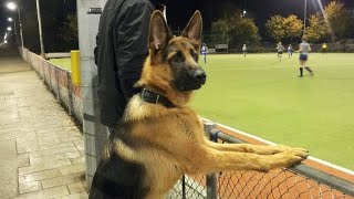 This German Shepherd Dog Is FUNNIER Than You Can Imagine 😂NEW Funny Dog Videos 2024 [upl. by Velick]