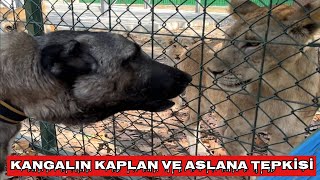 KANGALLAR 300 KİLOLUK DEV KAPLAN’A KARŞI [upl. by Anauqed]