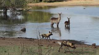 WILD DOGS CHASE WATERBUCK INTO THE DAM 😱 [upl. by Finnegan]