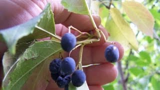 Native Food Forest Garden  Sowing Nannyberry Seeds [upl. by Mariejeanne172]