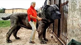 20 Most Illegal Dog Breeds in the World [upl. by Kit734]