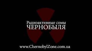 Разрушаем легенды о сомахмутантах в Чернобыле  Busting myths about mutant catfish in Chernobyl [upl. by Klinger]