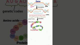 gene  transcription  translation  DNA  genetic codes genetics geneticcode dna aminoacids [upl. by Ced]