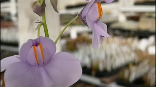 Giant bladderwort Utricularia cornigera [upl. by Atil361]