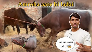 Sultan ko Amroha le aaye apne gao mein  aate hee Nazar  BullRiderVlogs [upl. by Anitra180]