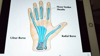 synovial sheaths of hand 🤞 [upl. by Knowles]