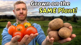 How I Grew Potatoes And Tomatoes On The Same Plant [upl. by Lebbie]