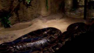 WORLDS LARGEST SNAKE BURMESE PYTHON BIGGER THAN BABY [upl. by Neelav504]