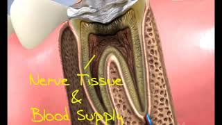 Everything You Need to Know About Root Canals  Smile Esthetics Scottsdale  PainFree Procedures [upl. by Va]