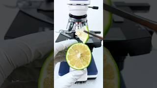 Bergamot under a microscope 🍋🔬amazing facts experiment [upl. by Glynis]