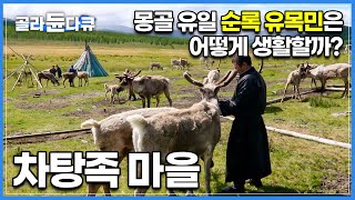 암컷 순록에게서 젖을 수컷은 이동 수단으로 쓰는 몽골 유일의 순록 유목민 차탕족│몽골 자연 여행│세계테마기행│골라듄다큐 [upl. by Lerat]