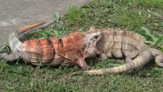 Two male Ctenosaura similis fighting Spinytailed Iguana  Garrobo o Iguana cafe [upl. by Crispin]