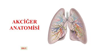 5 Akciğer Anatomisi [upl. by Gyasi692]