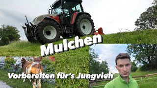 Jungvieh Weide herrichten  Milchkuh Weide Mulchen [upl. by Esiralc]