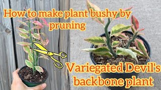 Variegated Devils backbone plant [upl. by Yllrebmik347]