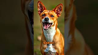 Introducing the Basenji quietdog rarebreed [upl. by Berkie833]