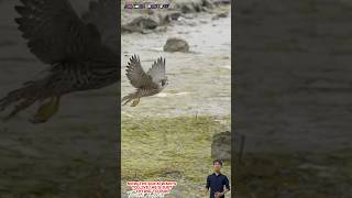 Chim cắt truy đuổi vịt chạy rất nhanh và thoát thân  Falcon chasing duck [upl. by Toscano]