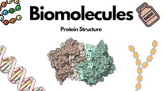 Biomolecules  Structural Development of Proteins  Biology  Simple Explanation  Knowledge Tavern [upl. by Neiv981]