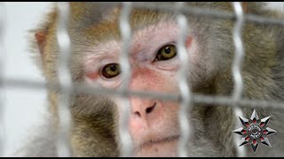 25 of 43 monkeys have been recovered after escaping a lab in South Carolina last week [upl. by Ial]