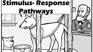 Stimulus Response Pathway [upl. by Aidahs]