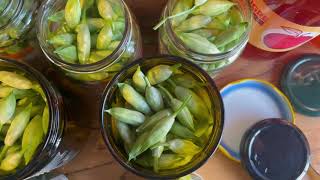 RECETTE AIL DES OURS  conservation des boutons en pickles [upl. by Aaron319]