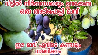 വീടുകളിൽ വെക്കാൻ പറ്റിയ അടിപൊളി മാവ് mango variety [upl. by Ogram976]