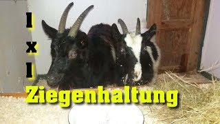 Die Ziegen sind los  Ziegen 1x1  Off Grid Ziegenzaun [upl. by Cook]