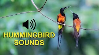 Hummingbird Sounds Chirps and Calls [upl. by Weisman]