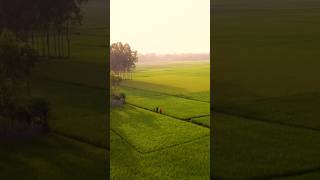 Can You Believe This Light Photographing in the Rice Fields of Bangladesh PT2 [upl. by Benjie]