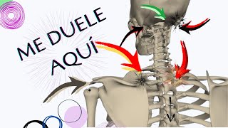 👉¿DÓNDE duele por problemas de la CERVICAL ↭↭↭↭꧁꧂ [upl. by Veda]