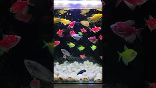 My colourful widow tetra fish tank shorts freshwaterfish aquarium widowtetra [upl. by Edualc345]